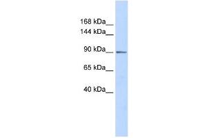 Image no. 1 for anti-PHD Finger Protein 16 (PHF16) antibody (ABIN2458082)