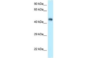 Image no. 1 for anti-F-Box and Leucine-Rich Repeat Protein 3 (FBXL3) (C-Term) antibody (ABIN2774688)