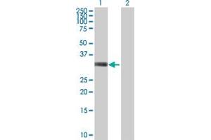 Western Blot analysis of KLF16 expression in transfected 293T cell line by KLF16 MaxPab polyclonal antibody.