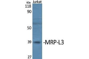 Image no. 2 for anti-Mitochondrial Ribosomal Protein L38 (MRPL38) (Internal Region) antibody (ABIN3185653)
