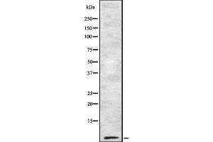 Image no. 1 for anti-Cytochrome C Oxidase Subunit VIIb2 (COX7B2) (Internal Region) antibody (ABIN6261185)