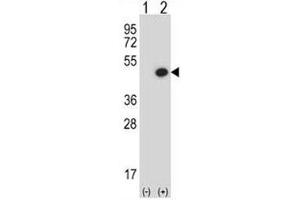 Image no. 5 for anti-Bone Morphogenetic Protein 7 (BMP7) (AA 280-309) antibody (ABIN3030180)