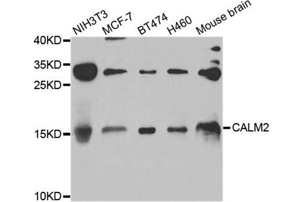 anti-Calmodulin 2 (phosphorylase Kinase, Delta) (Calm2) antibody