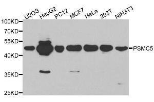 PSMC5 anticorps  (AA 127-406)