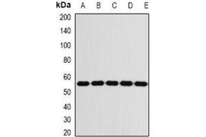 Image no. 1 for anti-FK506 Binding Protein 8, 38kDa (FKBP8) (full length) antibody (ABIN6043452)