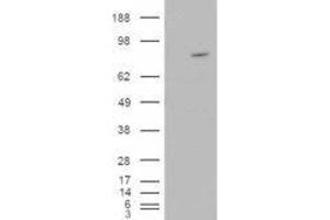 Western Blotting (WB) image for rho Guanine Nucleotide Exchange Factor (GEF) 4 (ARHGEF4) peptide (ABIN370384)