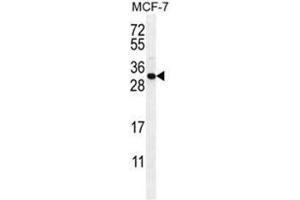 Image no. 1 for anti-Complement Component 1, Q Subcomponent-Like 4 (C1QL4) (AA 7-36), (N-Term) antibody (ABIN950859)