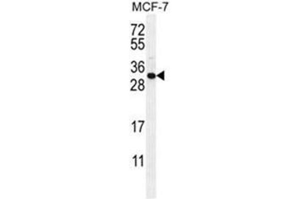anti-Complement Component 1, Q Subcomponent-Like 4 (C1QL4) (AA 7-36), (N-Term) antibody