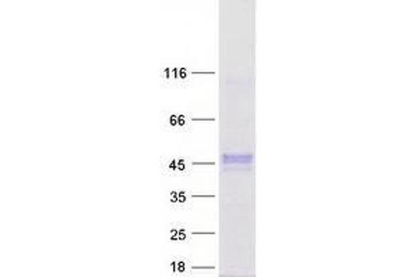 ZNF784 Protein (Myc-DYKDDDDK Tag)