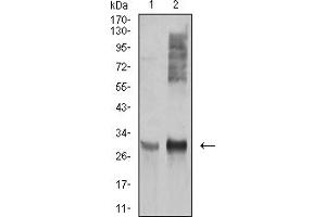 Image no. 1 for anti-HLA Class II DR alpha (HLA-DRA) (AA 26-254) antibody (ABIN5920848)