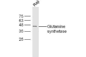 Image no. 3 for anti-Glutamine Synthetase (GLN1) (AA 285-373) antibody (ABIN754468)