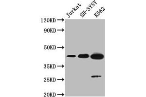 NSUN4 antibody  (AA 26-284)