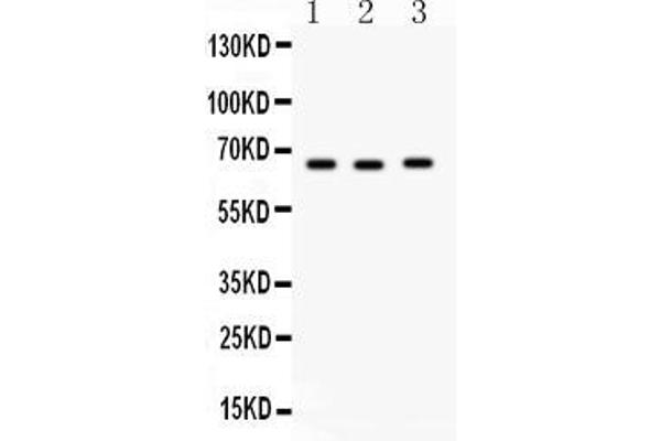 anti-Solute Carrier Family 19 (Folate Transporter), Member 1 (SLC19A1) (AA 202-231), (Middle Region) antibody