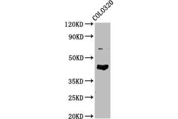 GNAL antibody  (AA 4-116)