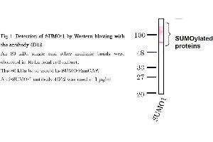 Image no. 2 for anti-Small Ubiquitin Related Modifier Protein 1 (SUMO1) (full length) antibody (ABIN2452138)