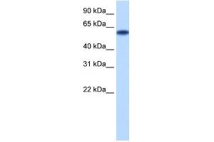 WB Suggested Anti-ZNF394 Antibody Titration: 0.