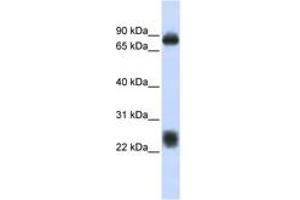 Image no. 1 for anti-Tetraspanin 8 (TSPAN8) (AA 108-157) antibody (ABIN6743422)
