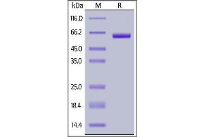Image no. 2 for Sialic Acid Binding Ig-Like Lectin 15 (SIGLEC15) (AA 20-263) (Active) protein (Fc Tag,AVI tag,Biotin) (ABIN6923188)