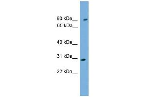 Image no. 1 for anti-Phytanoyl-CoA 2-Hydroxylase (PHYH) (N-Term) antibody (ABIN2774157)