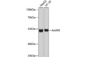 Western blot analysis of extracts of various cell lines using NAPRT Polyclonal Antibody at dilution of 1:3000.