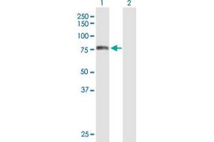 Western Blot analysis of TOMM70A expression in transfected 293T cell line by TOMM70A MaxPab polyclonal antibody.