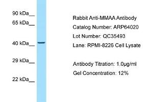 Image no. 1 for anti-Methylmalonic Aciduria (Cobalamin Deficiency) Type A (MMAA) (N-Term) antibody (ABIN2789699)