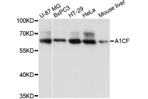 Image no. 1 for anti-APOBEC1 Complementation Factor (A1CF) antibody (ABIN6291254)