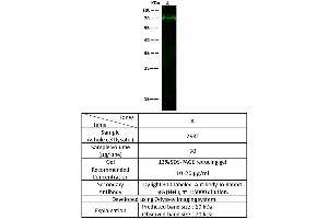 Image no. 1 for anti-Neurofibromin 2 (NF2) (Center) antibody (ABIN2682408)