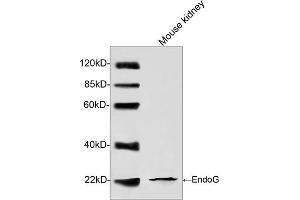 Image no. 1 for anti-Endonuclease G (ENDOG) (AA 200-250) antibody (ABIN1574189)