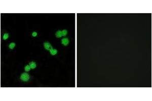 Image no. 1 for anti-serine/arginine-Rich Splicing Factor 5 (SRSF5) (AA 71-120) antibody (ABIN1533862)