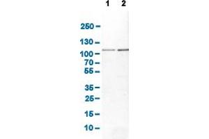 Image no. 3 for anti-Aconitase 1 (ACO1) (AA 800-889) antibody (ABIN5774371)