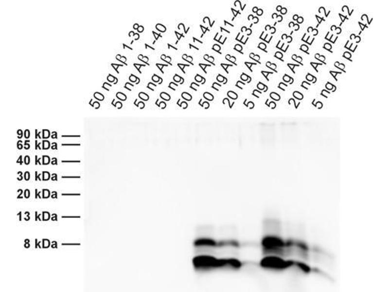 Mouse anti-Human Abeta-pE3 antibody (ABIN1742433)