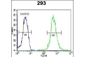WDR48 抗体  (C-Term)