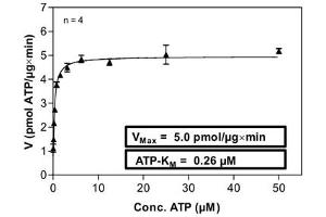 Image no. 1 for Casein Kinase 2 alpha 1 (CSNK2A1) (AA 1-391) protein (GST tag) (ABIN5570508)
