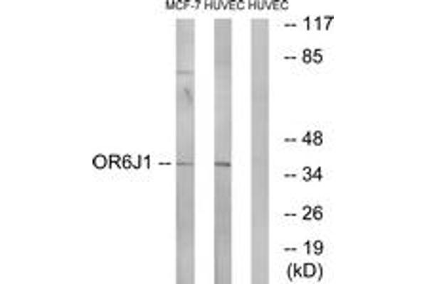 OR6J1 anticorps  (AA 231-280)