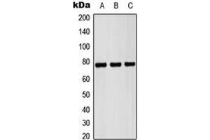 Image no. 1 for anti-Pericentrin (PCNT) (Center) antibody (ABIN2706793)