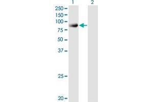 Image no. 3 for anti-Sorting Nexin 9 (SNX9) (AA 1-595) antibody (ABIN1774853)