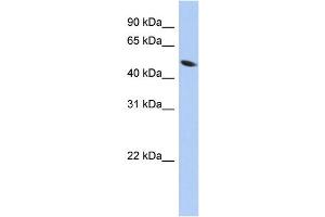 Image no. 1 for anti-Zinc Finger Protein 793 (ZNF793) (Middle Region) antibody (ABIN2784165)