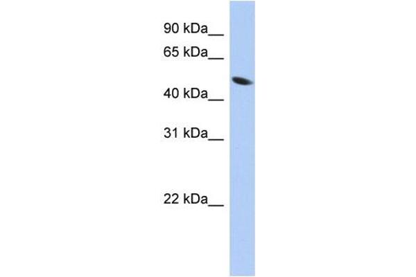 anti-Zinc Finger Protein 793 (ZNF793) (Middle Region) antibody