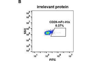 Image no. 4 for CD28 (CD28) protein (mFc Tag,His tag) (ABIN6961087)