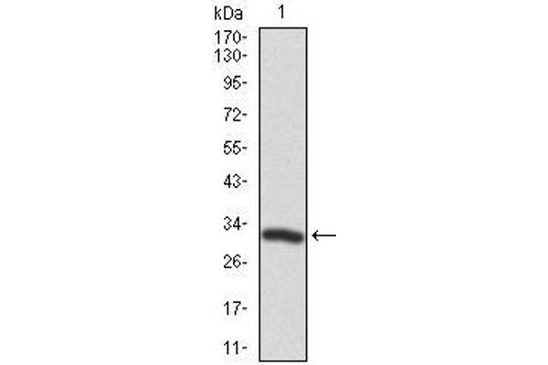 TWF1 antibody  (AA 335-384)
