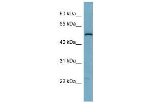 Image no. 1 for anti-Synaptosomal-Associated Protein, 47kDa (SNAP47) (Middle Region) antibody (ABIN2787674)