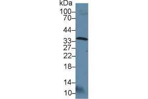 Image no. 2 for anti-OTU Domain, Ubiquitin Aldehyde Binding 1 (OTUB1) (AA 1-271) antibody (ABIN1078419)
