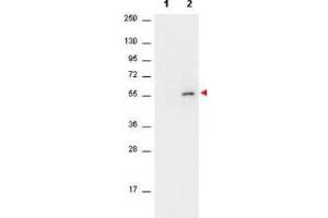 Image no. 3 for anti-V-Akt Murine Thymoma Viral Oncogene Homolog 1 (AKT1) (pSer473) antibody (ABIN964561)