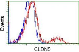 Image no. 1 for anti-Claudin 5 (CLDN5) antibody (ABIN2718638)