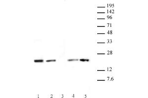 Image no. 1 for anti-Histone H3.1 (HIST1H3B) (AA 21-39) antibody (ABIN6971835)