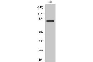 Image no. 1 for anti-Transforming, Acidic Coiled-Coil Containing Protein 3 (TACC3) (C-Term) antibody (ABIN3187159)