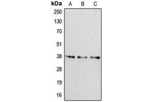 Western blot analysis of Apolipoprotein F expression in HeLa (A), NIH3T3 (B), H9C2 (C) whole cell lysates.