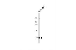 Image no. 1 for anti-Chemokine (C-C Motif) Ligand 17 (CCL17) (AA 65-94), (C-Term) antibody (ABIN1881150)