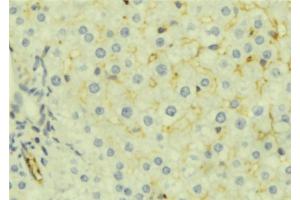 Image no. 2 for anti-Microseminoprotein, beta (MSMB) (Internal Region) antibody (ABIN6263398)